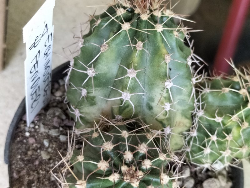 Echinocereus fendleri 