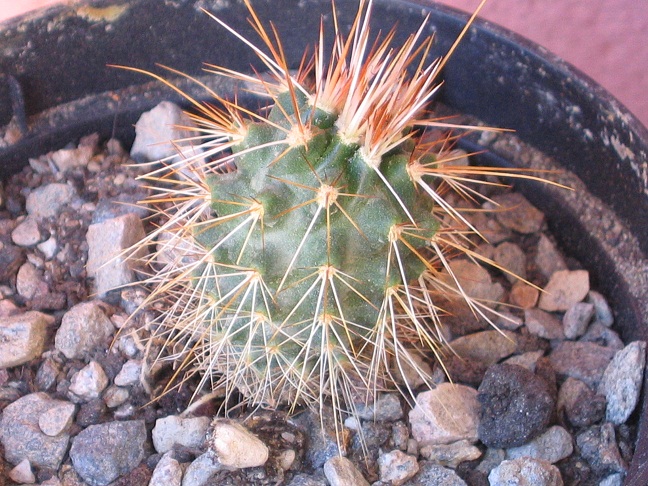 echinocereus fendleri ssp. boyce thompsonii