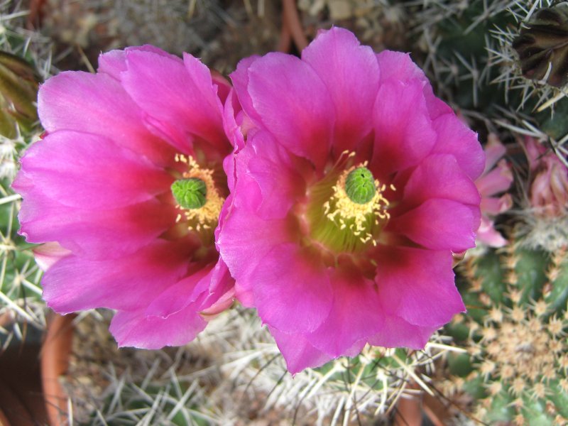 Echinocereus fendleri BW156