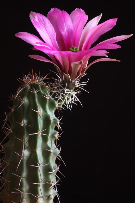 Echinocereus fendleri ssp. kuenzleri 