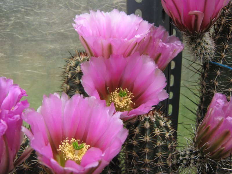 echinocereus fendleri v. bonkerae