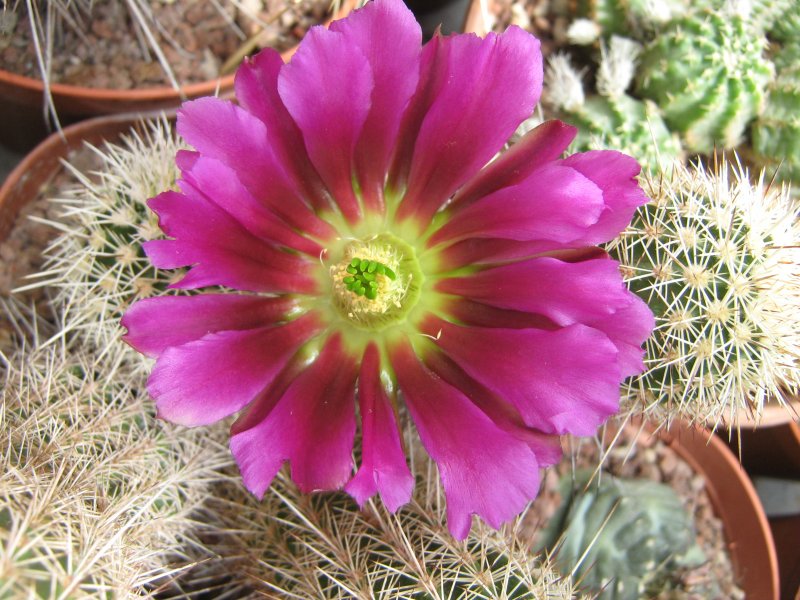 echinocereus  fendleri v. boyce-thompsonii