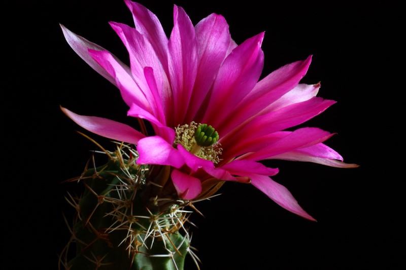 echinocereus  fendleri v. kuenzleri