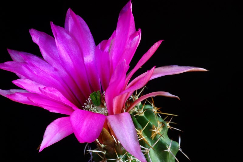 Echinocereus  fendleri v. kuenzleri 