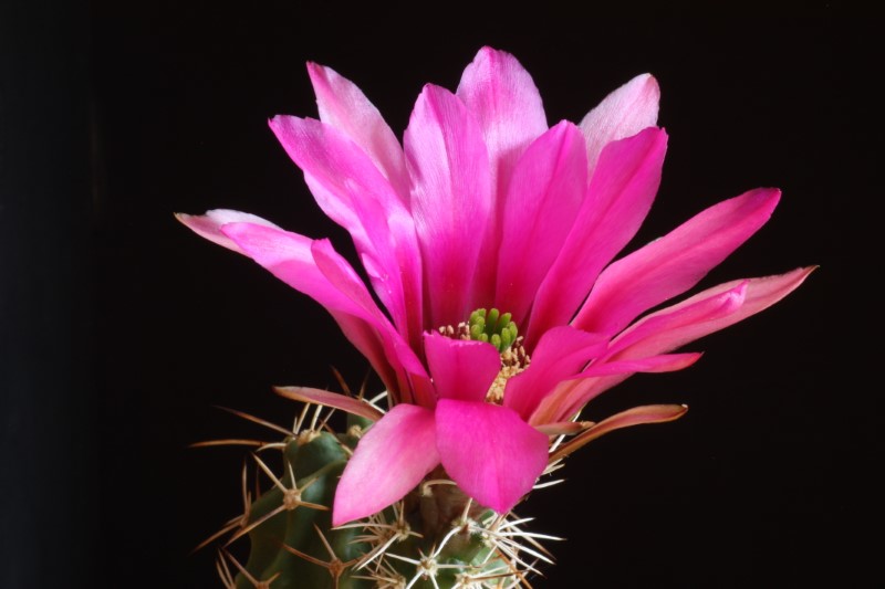 Echinocereus  fendleri ssp. kuenzleri 