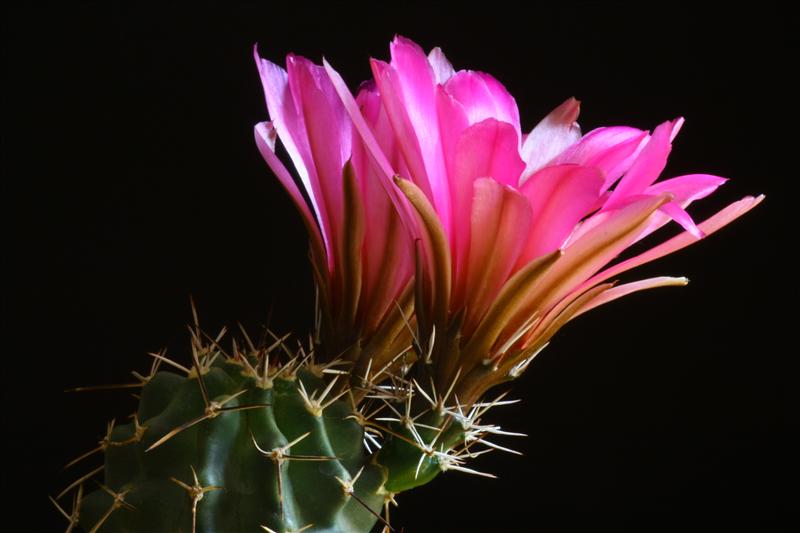 Echinocereus  fendleri v. kuenzleri 