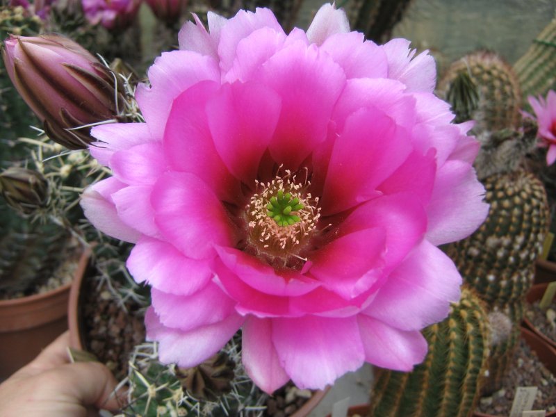 Echinocereus  fendleri v. kuenzleri SB353