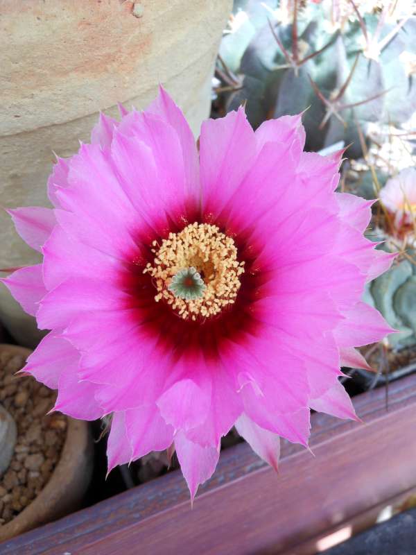 Echinocereus fendleri ssp. hempelii 