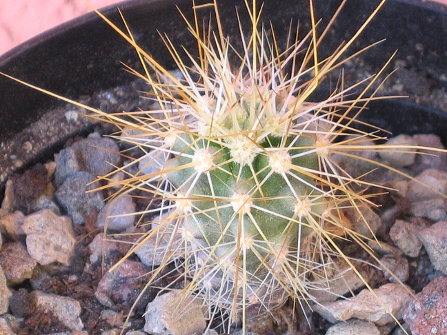 Echinocereus ferreirianus SB1658