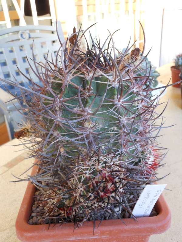 Echinocereus ferreirianus ssp. lindsayi 