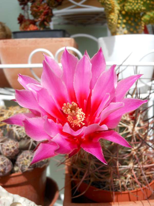 echinocereus  ferreirianus ssp. lindsayi