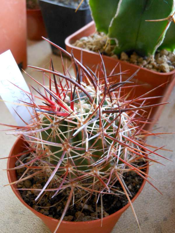 Echinocereus  ferreirianus ssp. lindsayi 