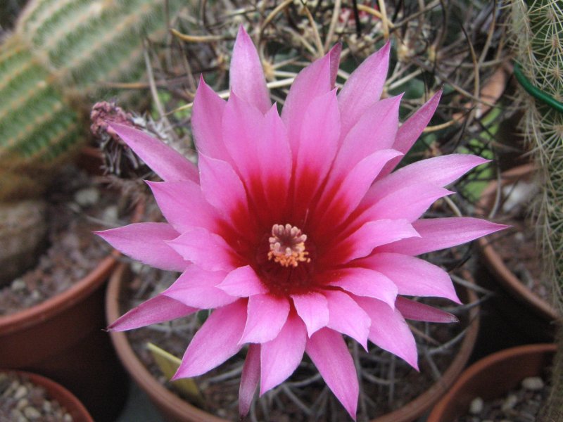 echinocereus  ferreirianus v. lindsayi