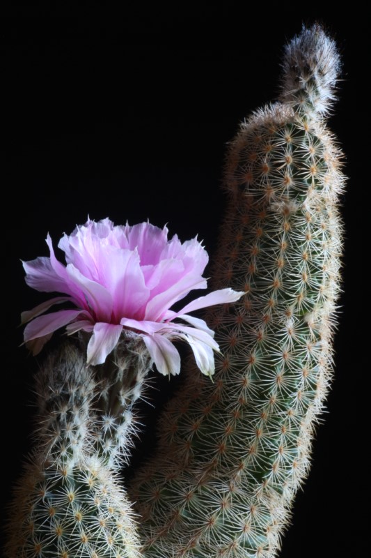 Echinocereus fitchii 