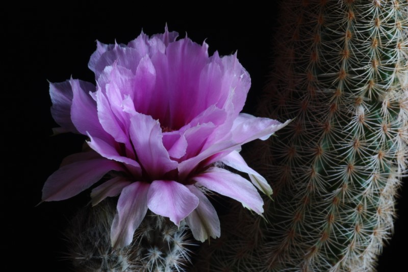 Echinocereus fitchii 