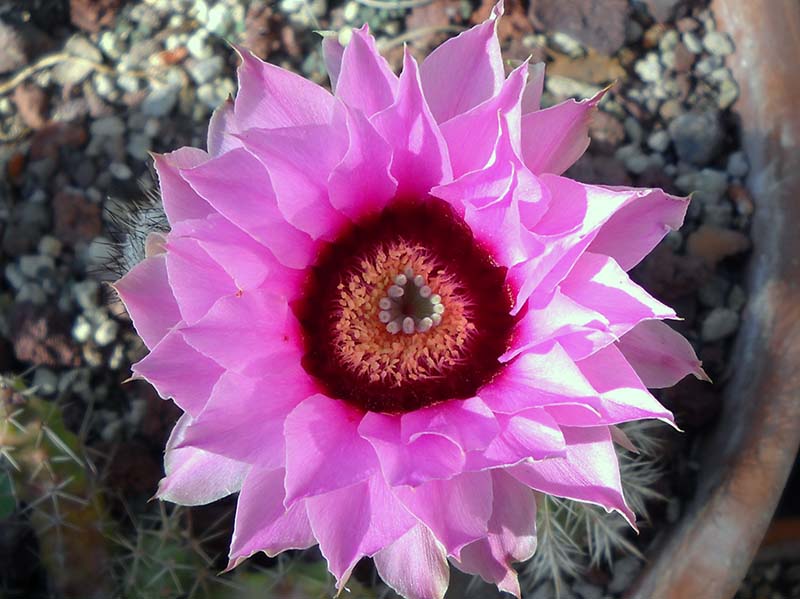 Echinocereus fitchii 