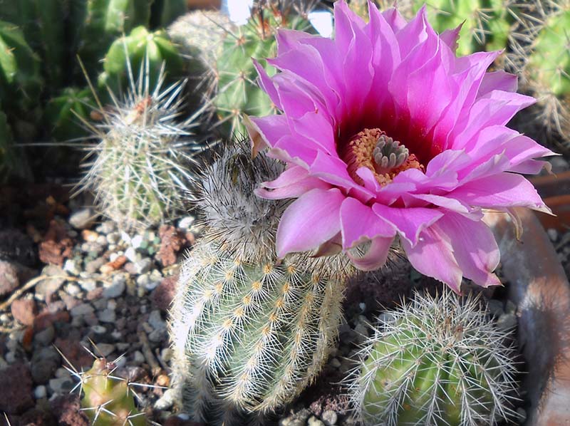 Echinocereus fitchii 