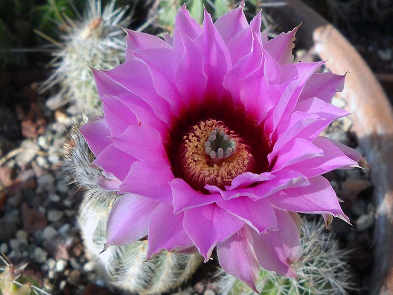 Echinocereus fitchii 