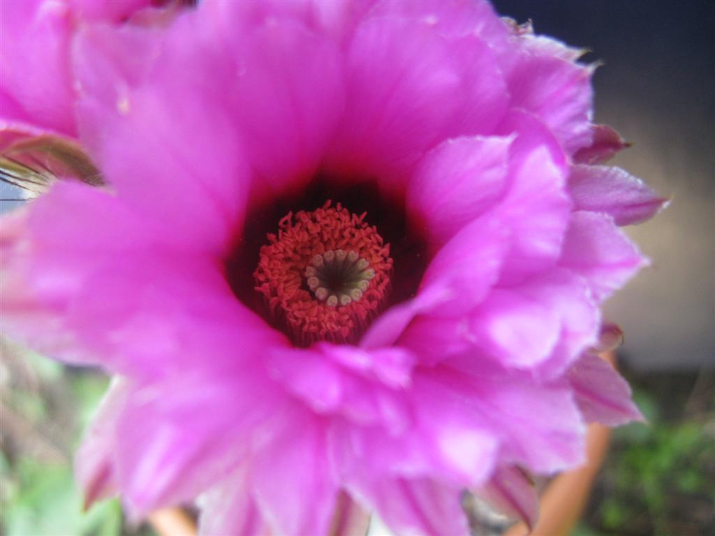 Echinocereus  sp. 