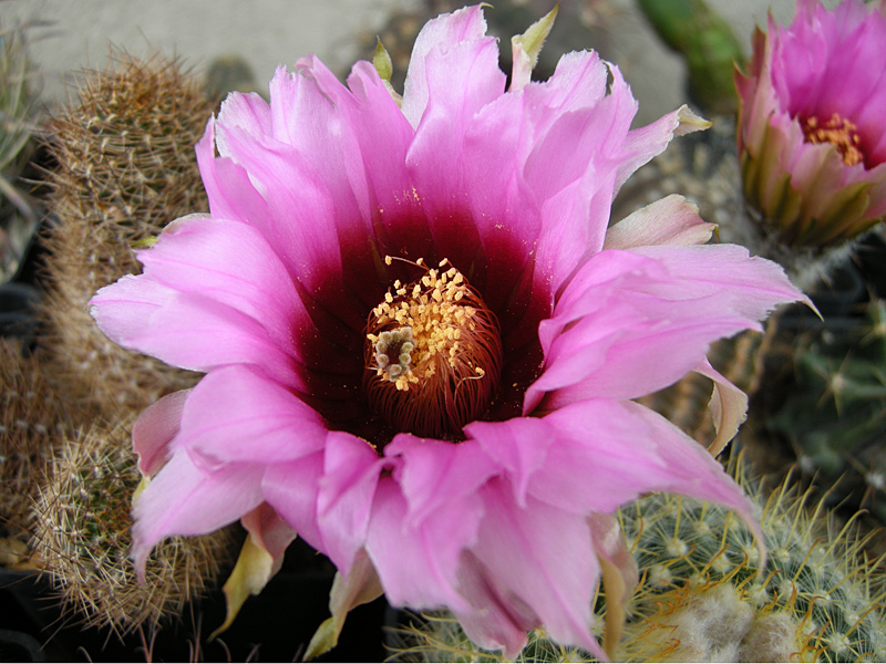 Echinocereus  reichenbachii ssp. fitchii 