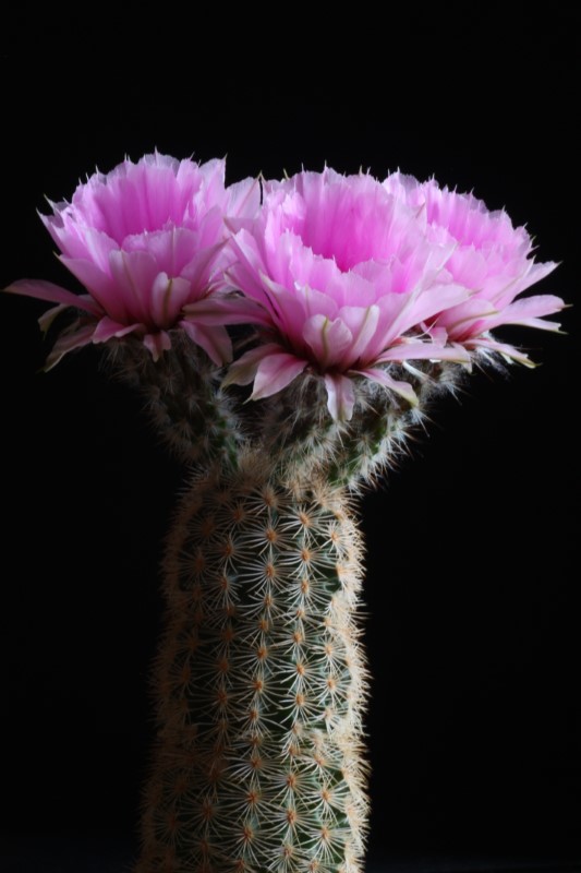 Echinocereus  fitchii 