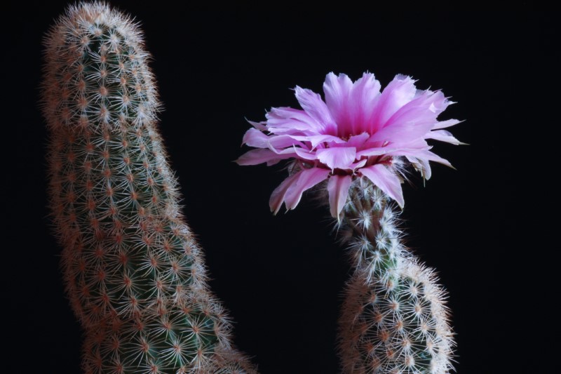 echinocereus  fitchii