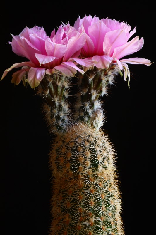 Echinocereus  fitchii 