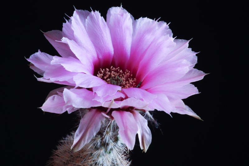 Echinocereus fitchii 