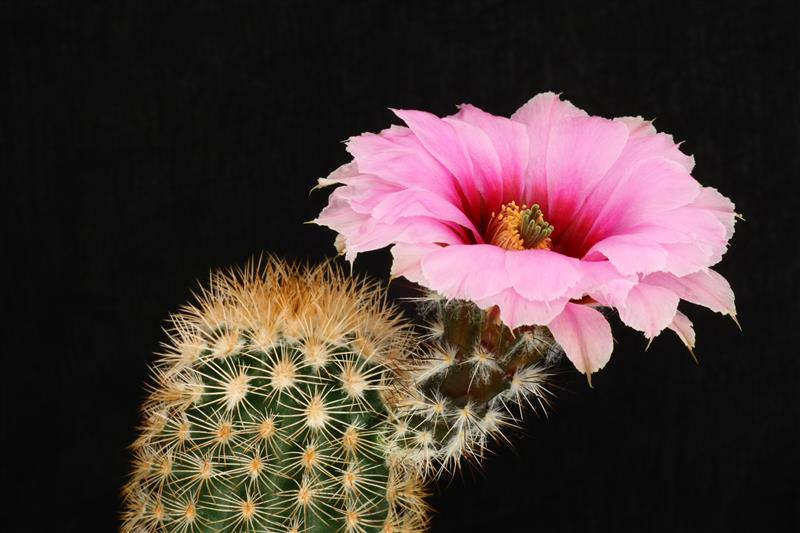 Echinocereus  fitchii 