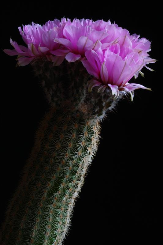 Echinocereus  fitchii 