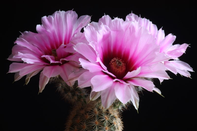 Echinocereus fitchii 