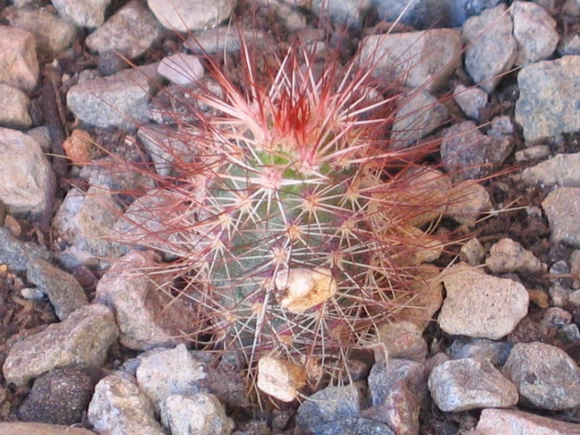 Echinocereus fobeanus 