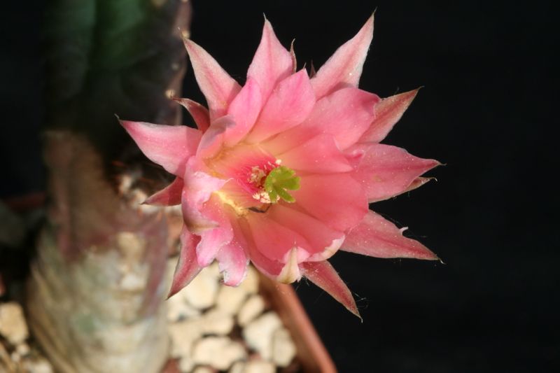 Echinocereus  gentryi 