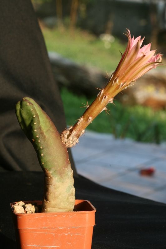 Echinocereus gentryi 