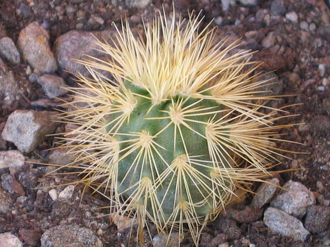 Echinocereus grandis 