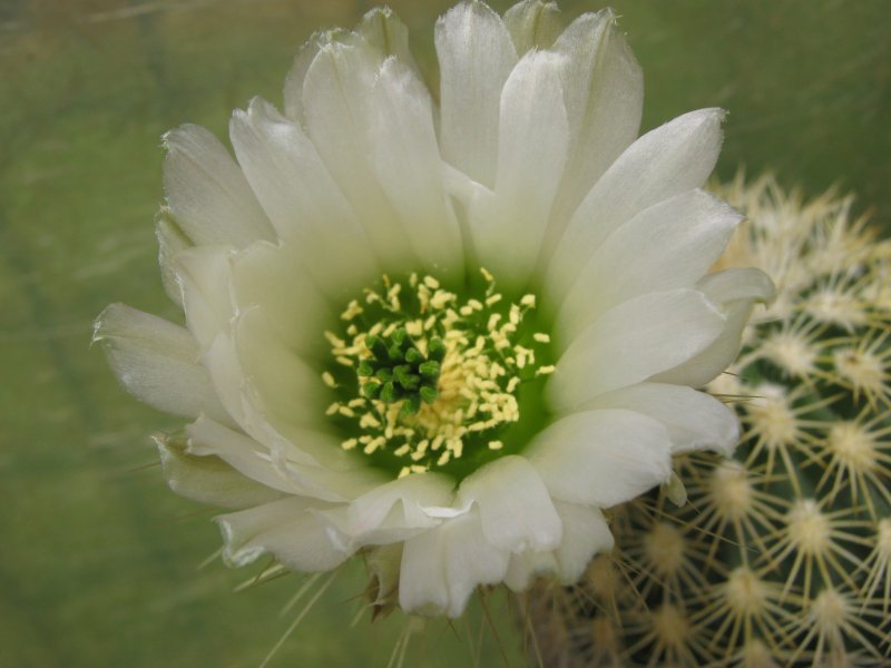 echinocereus  grandis