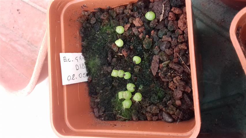 echinocereus grandis