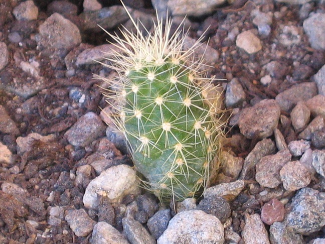 echinocereus klapperi