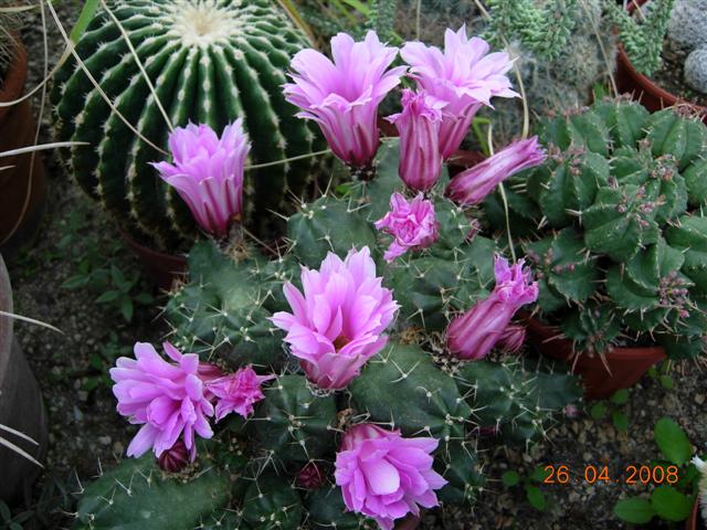 Echinocereus knippelianus 