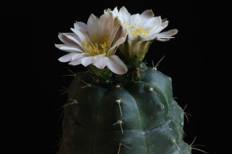 Echinocereus  knippelianus ssp. kruegeri 