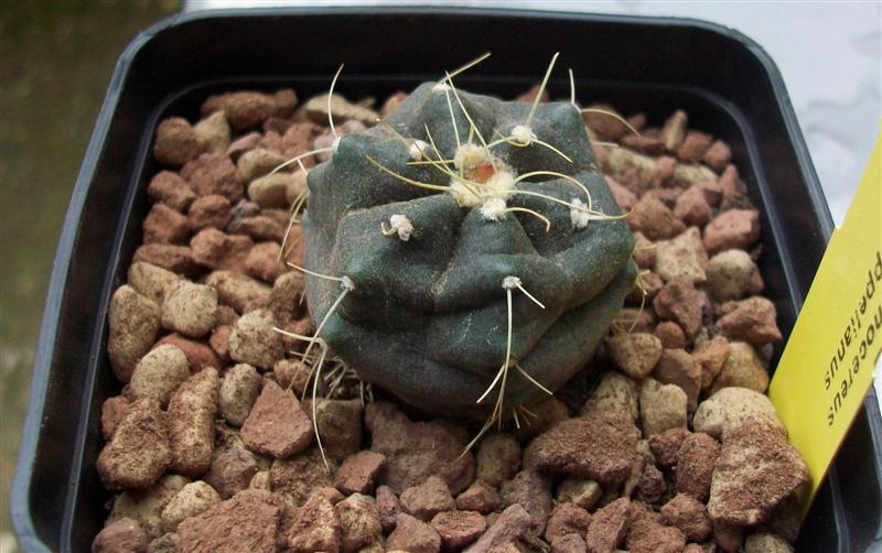 Echinocereus  knippelianus 