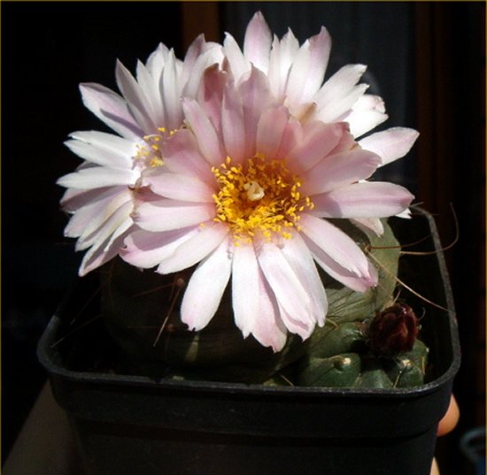 Echinocereus  knippelianus 