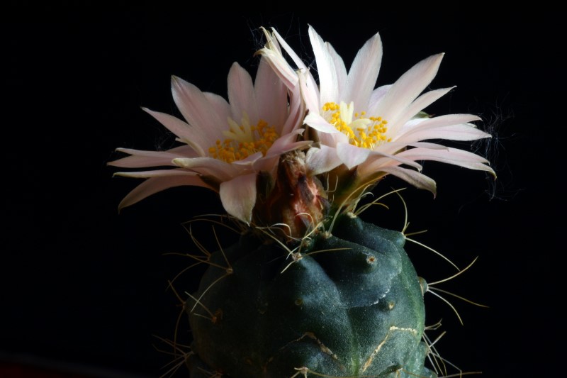 Echinocereus  knippelianus ssp. kruegeri 