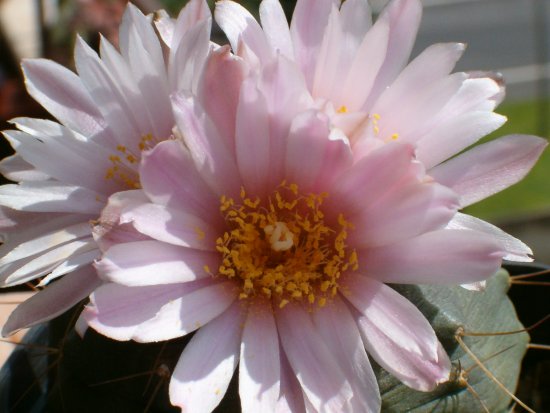 Echinocereus knippelianus 