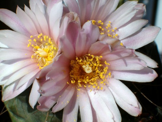 Echinocereus knippelianus 