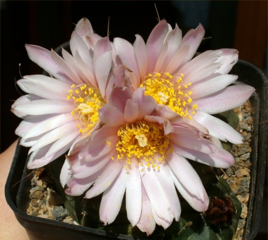 Echinocereus  knippelianus 