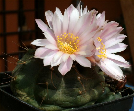 Echinocereus  knippelianus 