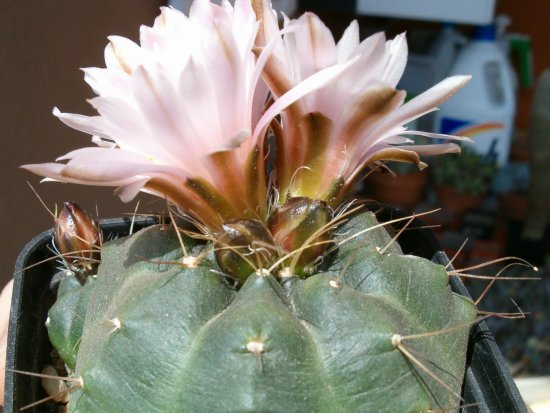 Echinocereus  knippelianus 