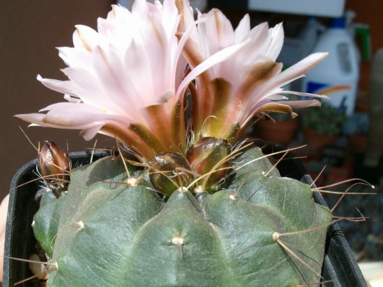 Echinocereus knippelianus 