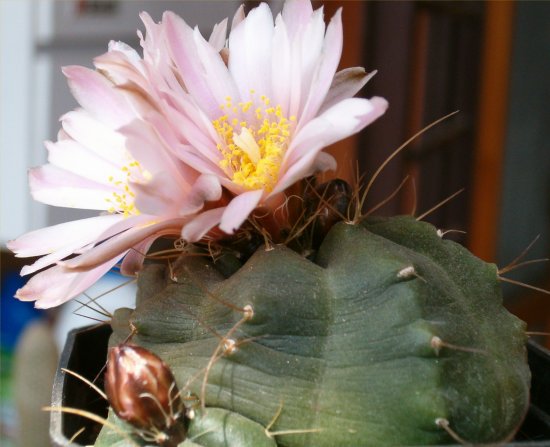 Echinocereus  knippelianus 